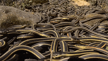 Keep away from poisonous snakes!