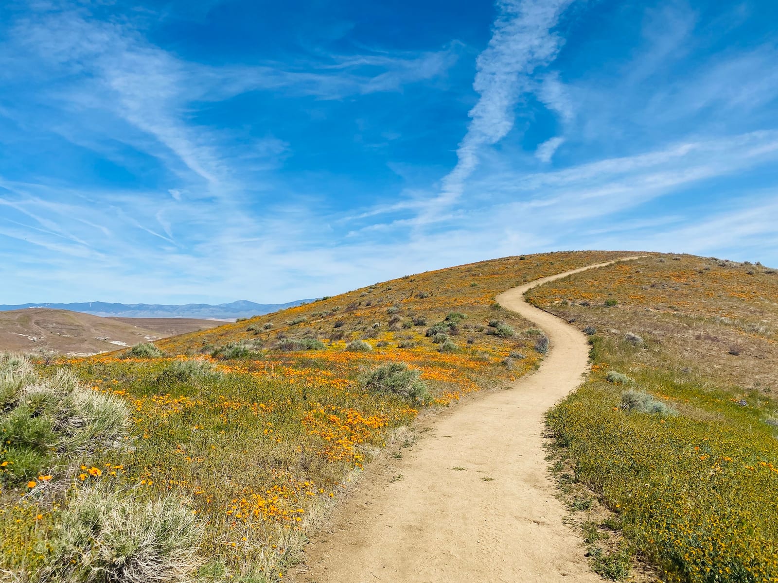 Antelope Vally Poppy Reserve